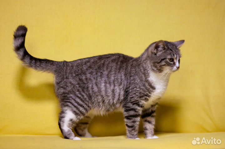 Кошка Мила, 3 года