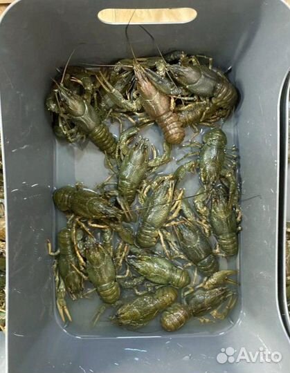 Раки вареные и живые