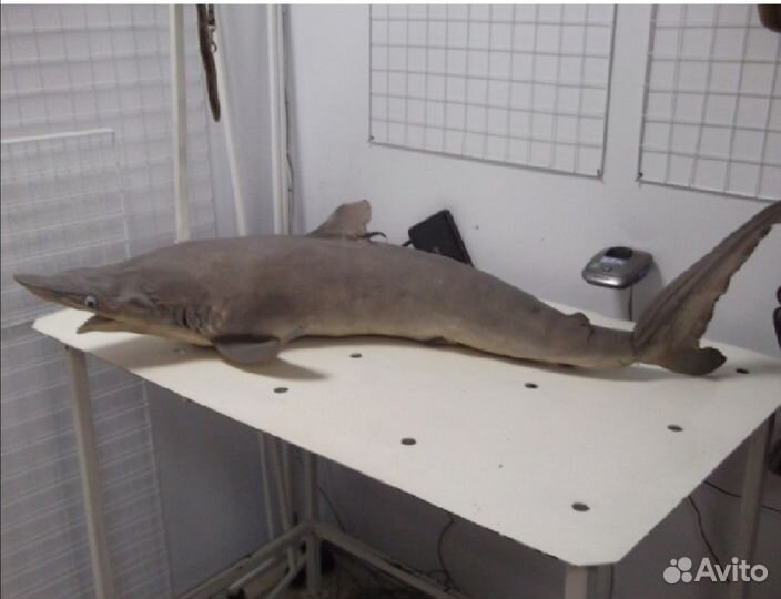 Чучело акулы