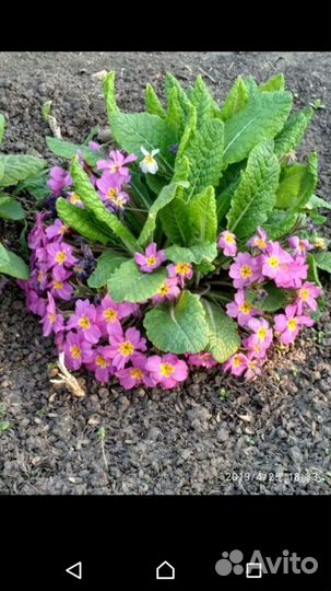 Саженцы персиков,ежевики,калины,малины и цветы