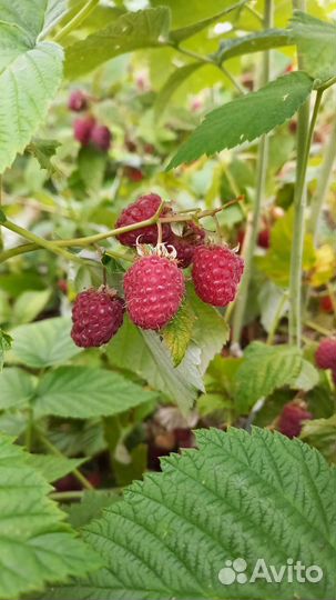 Малина садовая