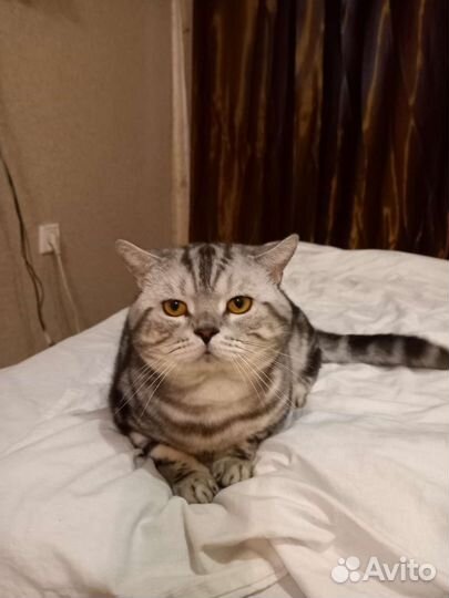 Шотландский кот вязка