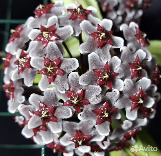 Хойи срезом