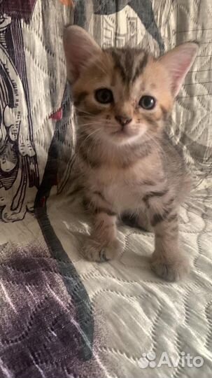 Котенок в дар бесплатно