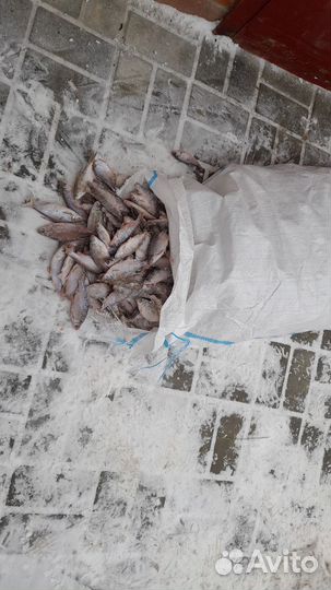 Рыба на корм животным