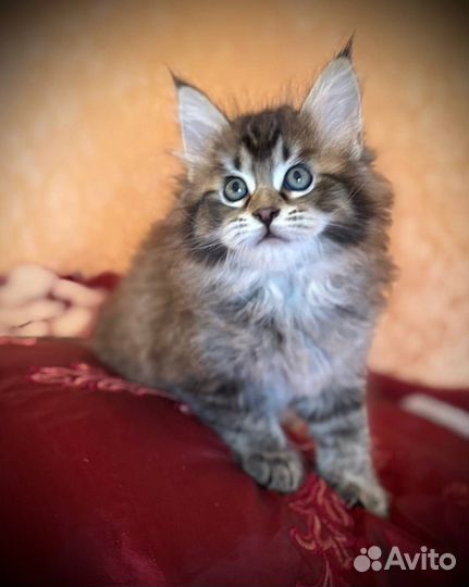 Котята мейнкуна