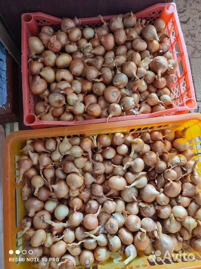 Лук семейный на посадку