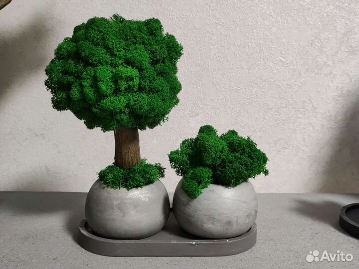 Эко дерево со стабилизированным мхом