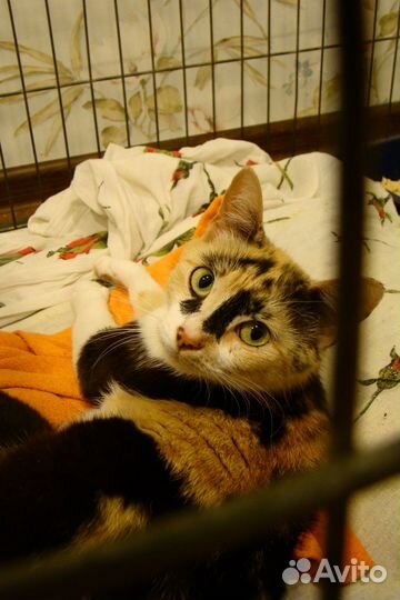 Ласковая трехцветная кошка