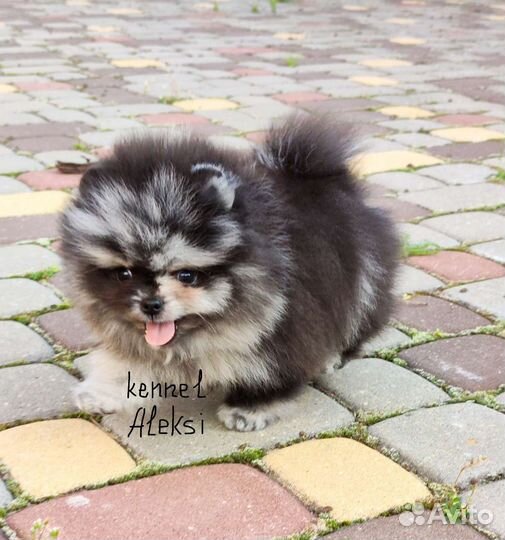 Шпицы мишки