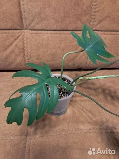 Филодендрон черный кардинал