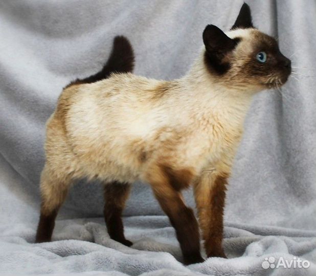 Знакомьтесь - очаровательная Зифа