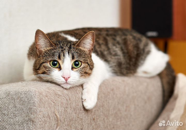 Кошка ищет дом