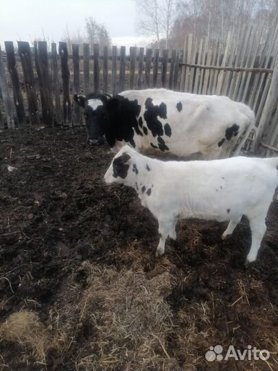 Корова с теленком