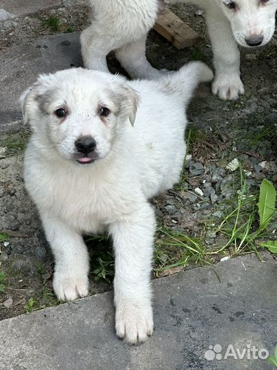 Собака алабай щенки