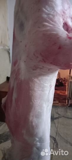 Эдильбаевские бараны