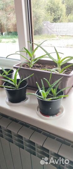 Алоэ, толстянка