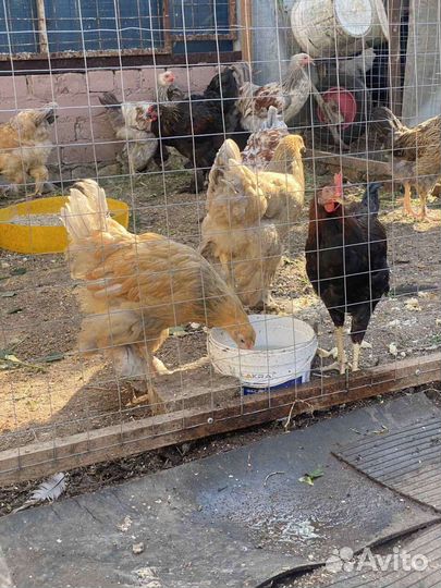 Куры молодки