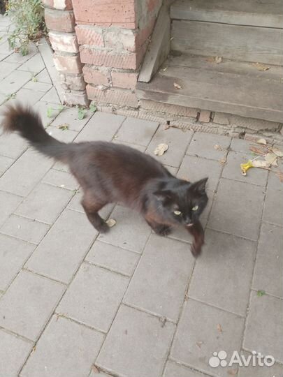 Кошка в дар