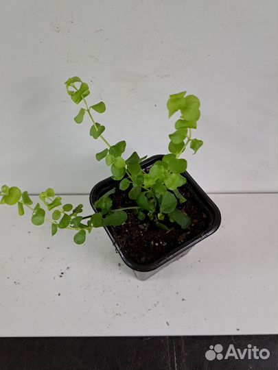 Вербейник монетчатый