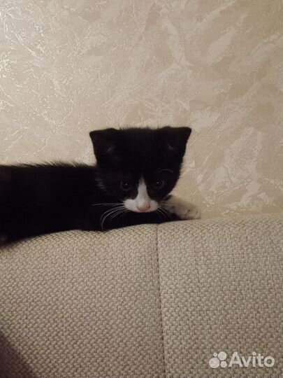 Отдам кошечку