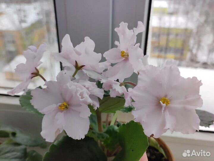 Фиалка в горшках