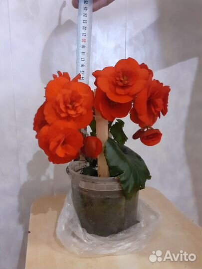 Домашние цветы в горшках