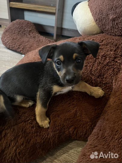 Отдам щенков