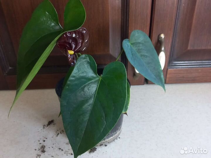 Антуриум блек квин