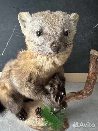 Чучело соболя