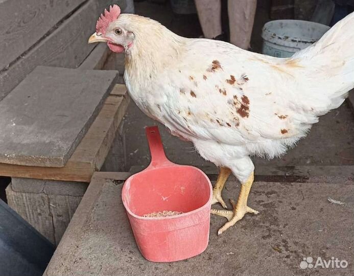 Молодые Петушки