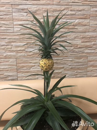 Экзотическое растение Ананас