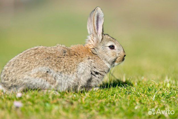 Карликовый кролик