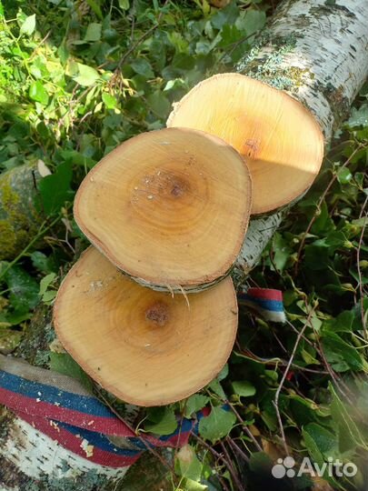 Спил, срез дерева, ствола