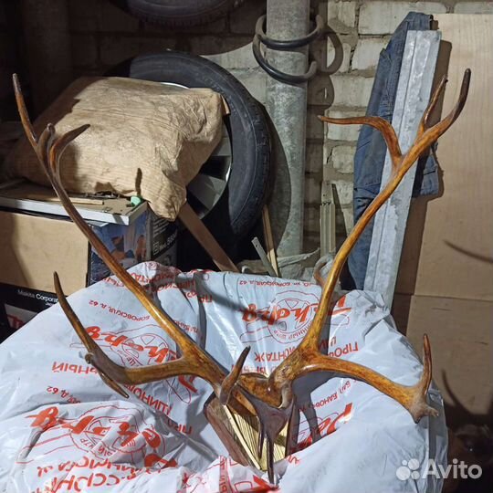 Рога оленя на лобной кости