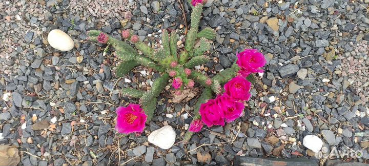 Кактусы зимующие на улице в средней полосе России