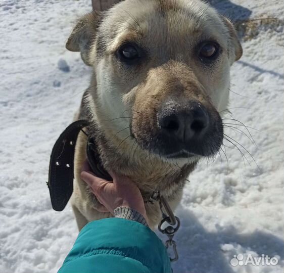 Собака 2 года. Дружелюбный Друг