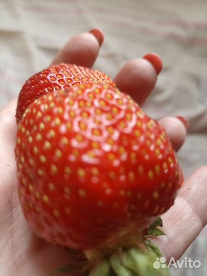 Клубника кимберли карамельная