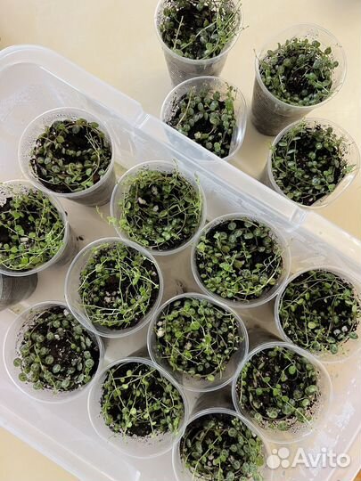 Пеперомия прострата