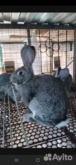 Крольчата Великан 2 месяца