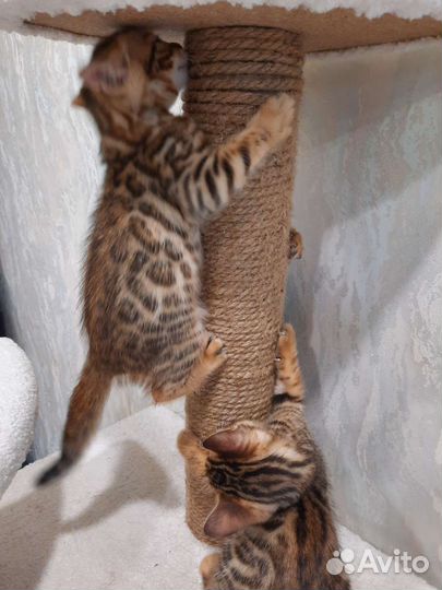 Бенгальские котята