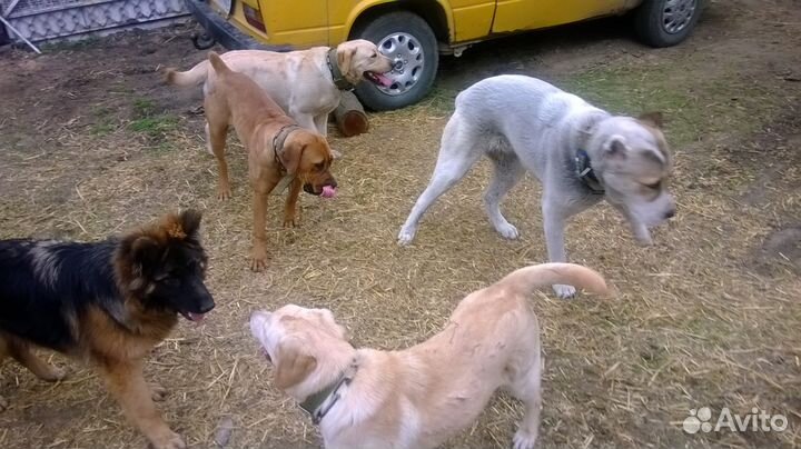 Дрессировка собак Кинолог