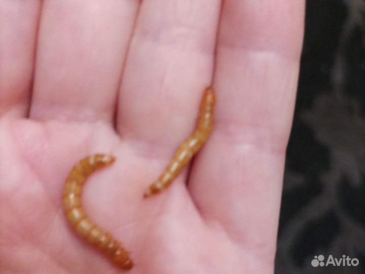 Зофобас, мучной червь