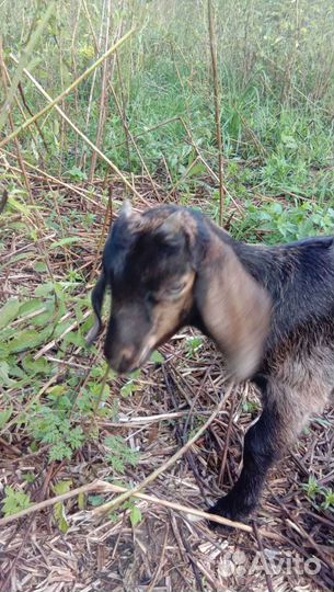 Козел англо нуб 91.козы дойные,нубийские козлята