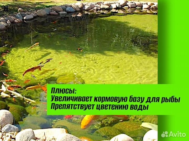 Хлорелла для пруда против цветения