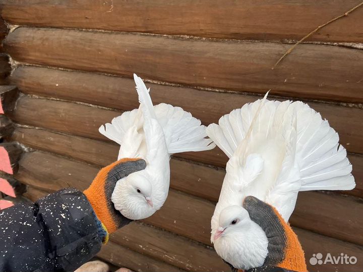 Николаевские голуби