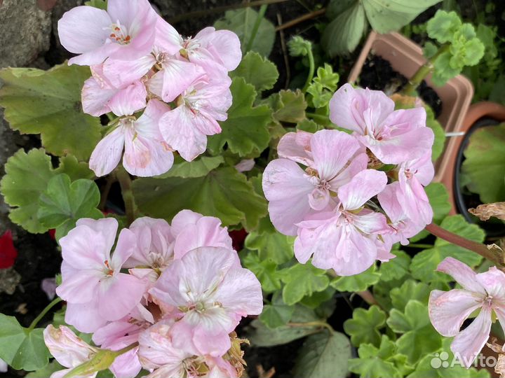 Пеларгония