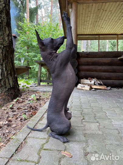 Вязка собак