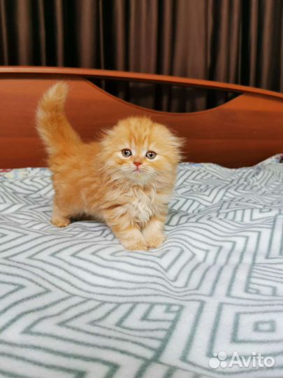 Хайленд фолд