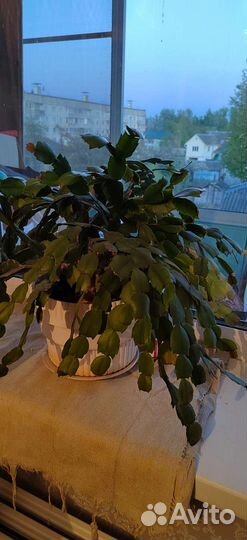 Декабрист и др цветы